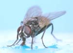 housefly.jpg